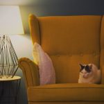 the cat on the armchair